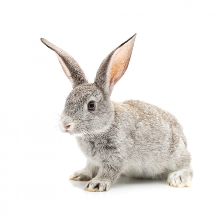 RABBIT