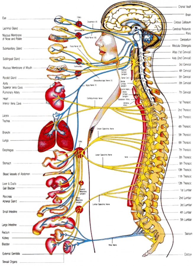 nervous-system